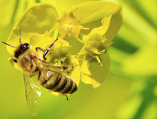 Informace pro včelaře